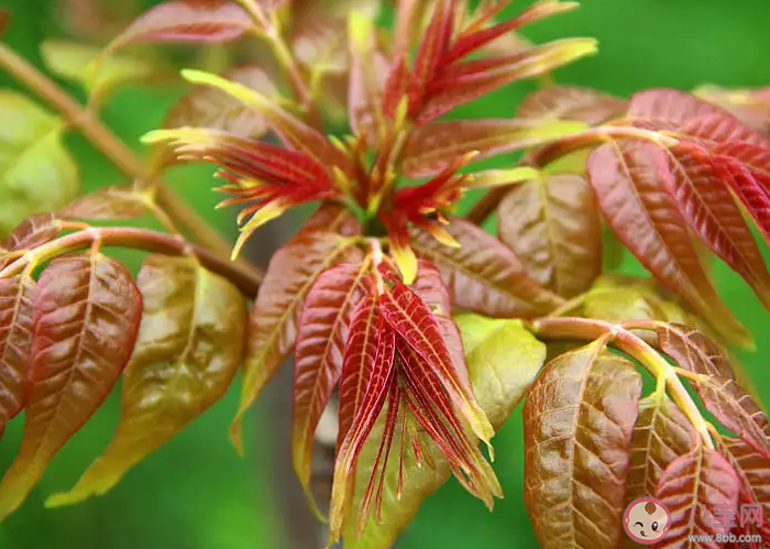 雨前椿芽嫩如丝说的是哪个节气上市的香椿 蚂蚁庄园4月20日答案介绍 雨前椿芽嫩如丝说的是哪个节气上市的香椿 蚂蚁庄园4月20日答案介绍
