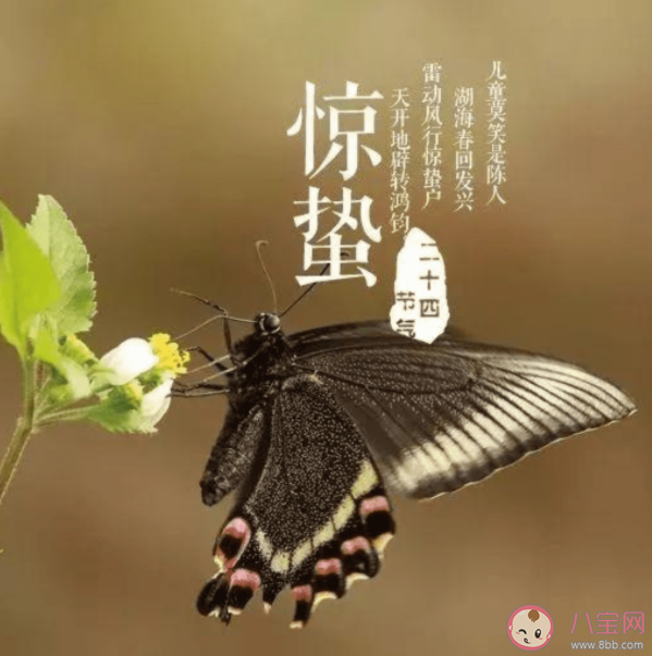 惊蛰时节为什么昆虫们纷纷出洞 蚂蚁庄园3月5日答案解析 惊蛰时节为什么昆虫们纷纷出洞 蚂蚁庄园3月5日答案解析