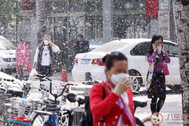 飞絮不慎入眼怎么办 飞絮有这些危害 飞絮不慎入眼怎么办 飞絮有这些危害