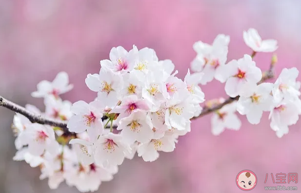 绵绵头上飞花能遇上一次落霞是什么歌 《飞花》完整版歌词在线听歌