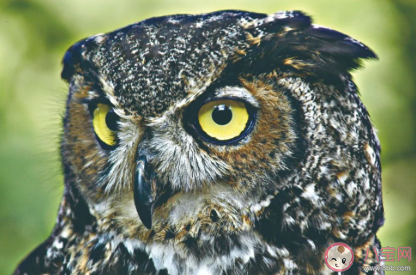 蚂蚁庄园动物中也有色盲吗 2月22日正确答案解析