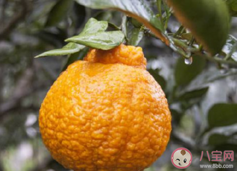 水果越丑越好吃吗 吃水果看颜值吗