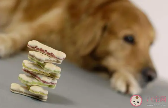 如何保证宠物食品安全 建立宠物食品安全标准有必要吗