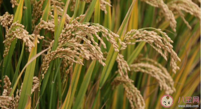 我国的水稻主要成分是淀粉对吗 蚂蚁新村3月15日问题答案