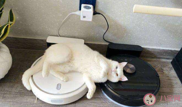 吸尘器/电动拖把/扫地机器人和洗地机哪一种更好一些 分别有什么优缺点 吸尘器/电动拖把/扫地机器人和洗地机哪一种更好一些 分别有什么优缺点