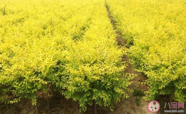 世界金色看中国是指哪种树 蚂蚁新村3月23日答案