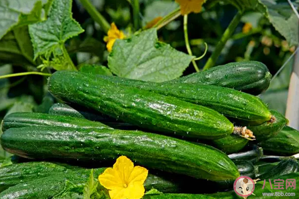 黄瓜削皮吃会浪费营养吗 吃黄瓜要不要削皮 黄瓜削皮吃会浪费营养吗 吃黄瓜要不要削皮