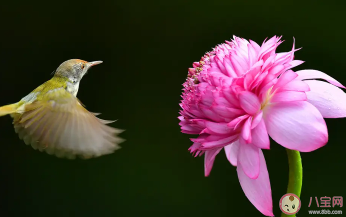 绵绵头上飞花能遇上一次落霞是什么歌 《飞花》完整版歌词在线听歌