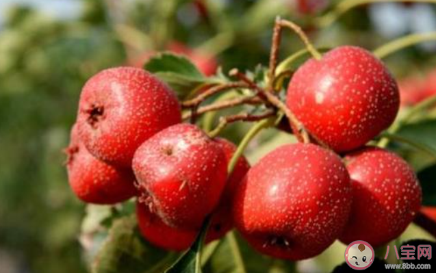 想让炖肉更易软烂制作的过程中可以加入什么 蚂蚁庄园3月26日答案介绍