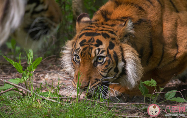 老虎头上都有一个王字吗 蚂蚁庄园4月8日答案介绍 老虎头上都有一个王字吗 蚂蚁庄园4月8日答案介绍