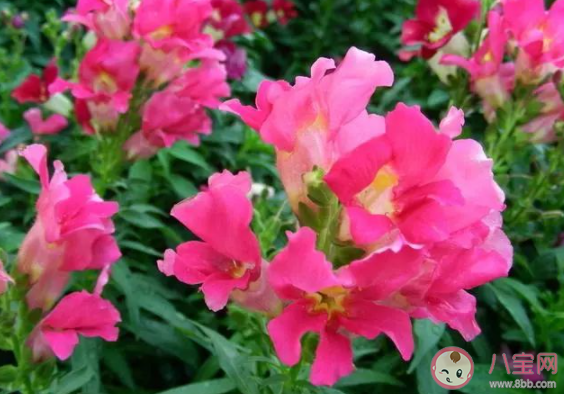 中国古代女子常用哪种植物作为美甲材料 蚂蚁庄园3月2日答案介绍