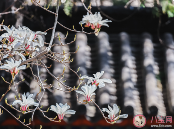 北京春游有哪些好玩的地方 北京赏花应该去哪里