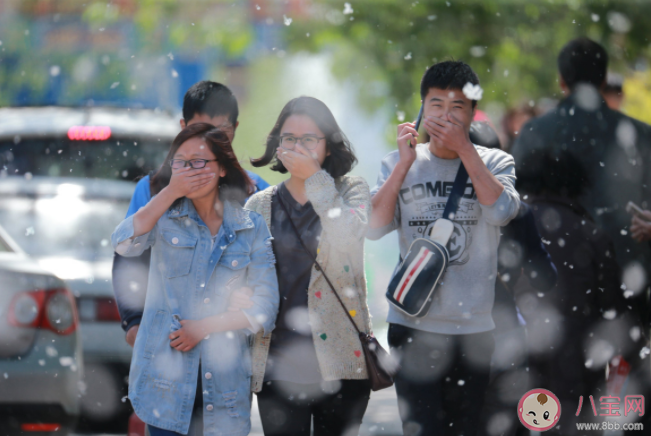 飞絮不慎入眼怎么办 飞絮有这些危害 飞絮不慎入眼怎么办 飞絮有这些危害