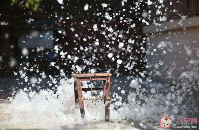 飞絮不慎入眼怎么办 飞絮有这些危害 飞絮不慎入眼怎么办 飞絮有这些危害