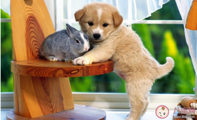 当代都市青年为什么喜欢养宠物 宠物身上有什么吸引力