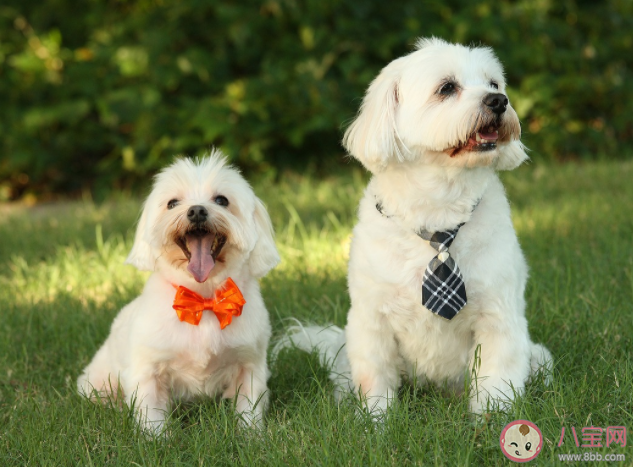 当代都市青年为什么喜欢养宠物 宠物身上有什么吸引力