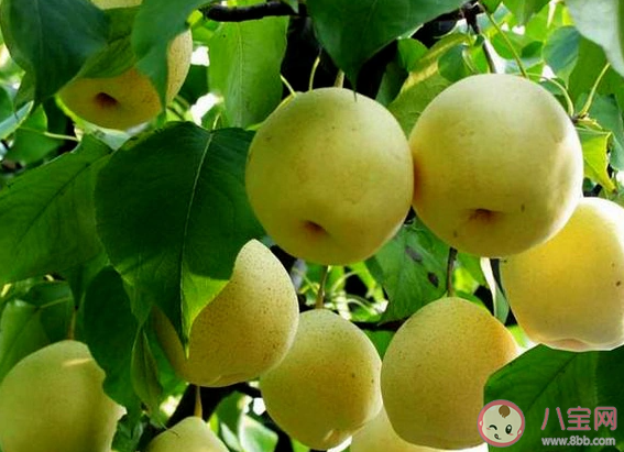 中国优质鸭梨基地重点县是哪个 蚂蚁新村2月22日答案更新