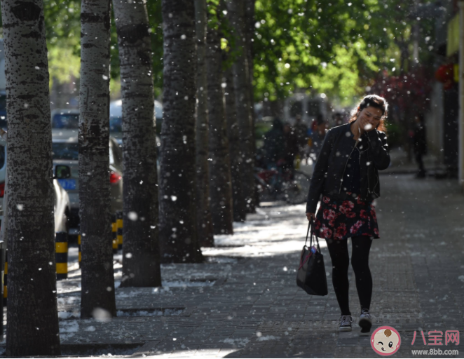 飞絮季过敏患者怎么度过 如何抵抗柳絮 飞絮季过敏患者怎么度过 如何抵抗柳絮