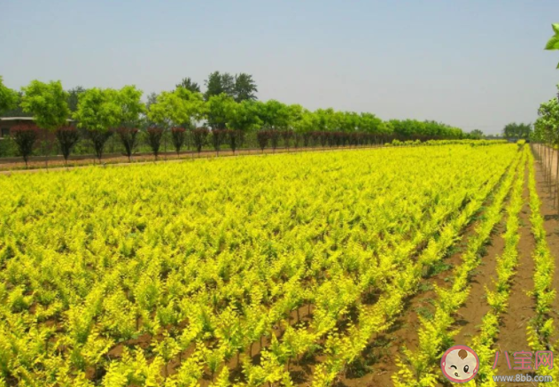 世界金色看中国是指哪种树 蚂蚁新村3月23日答案