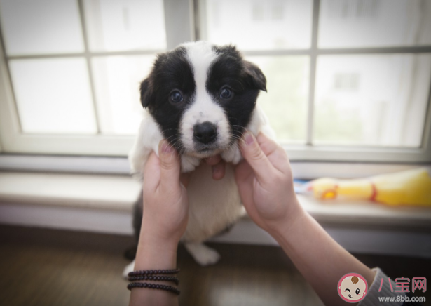 云养宠是什么意思 云养宠兴起原因是什么 云养宠是什么意思 云养宠兴起原因是什么