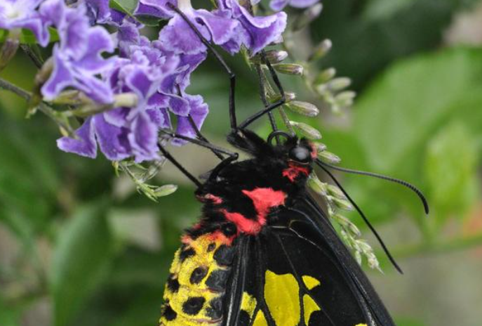 人类有色盲症那动物中也有色盲吗 蚂蚁庄园2月22日答案最新 人类有色盲症那动物中也有色盲吗 蚂蚁庄园2月22日答案最新