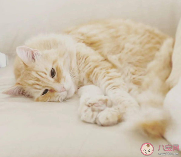 云养宠是什么意思 云养宠兴起原因是什么 云养宠是什么意思 云养宠兴起原因是什么