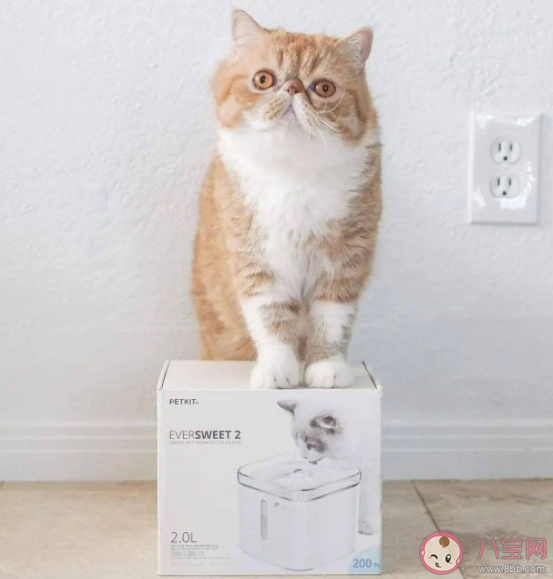 云养宠是什么意思 云养宠兴起原因是什么 云养宠是什么意思 云养宠兴起原因是什么