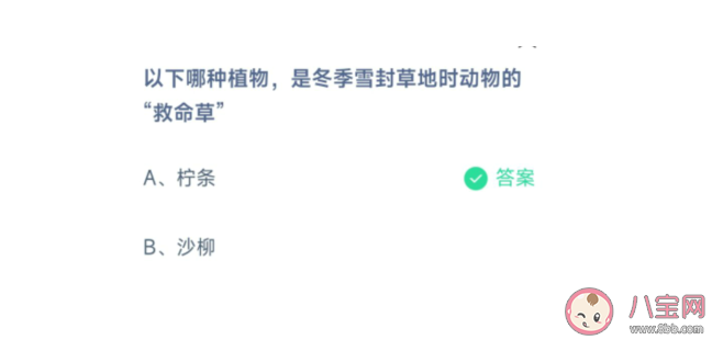 哪种植物是冬季雪封草地时动物的救命草 蚂蚁庄园3月12日正确答案