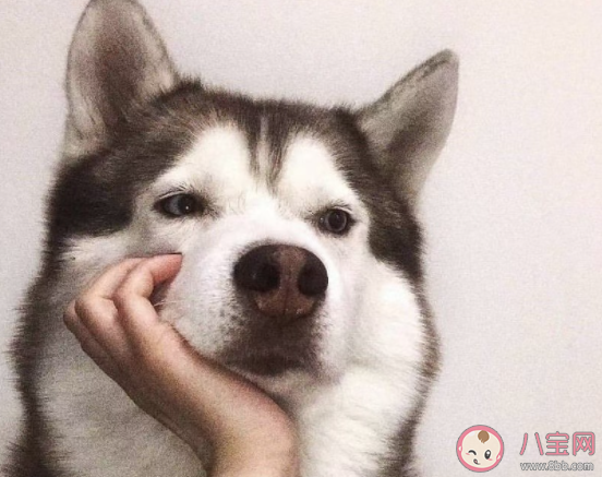 汪峰新歌《飞鸟》歌词是什么 《飞鸟》完整版歌词在线听歌 汪峰新歌《飞鸟》歌词是什么 《飞鸟》完整版歌词在线听歌