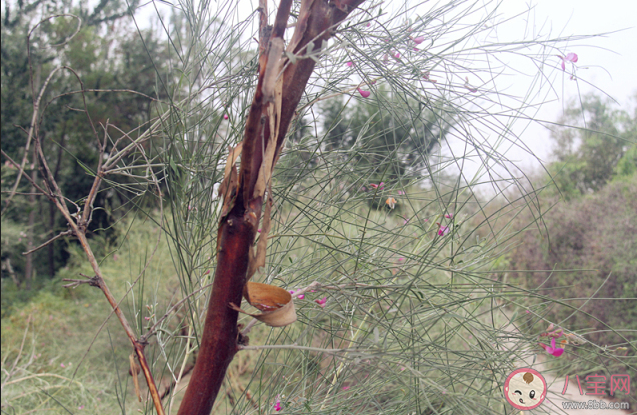花棒和木棉哪种树更适合在干旱地区种植 蚂蚁庄园3月12日答案解析 花棒和木棉哪种树更适合在干旱地区种植 蚂蚁庄园3月12日答案解析