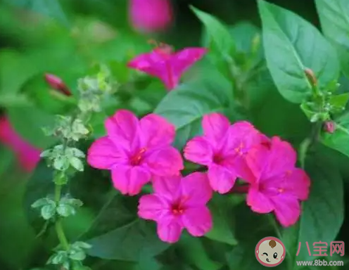 以下哪种植物不适合长期摆放在卧室 蚂蚁庄园3月23日答案最新 以下哪种植物不适合长期摆放在卧室 蚂蚁庄园3月23日答案最新