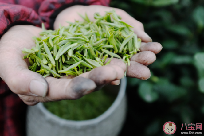 春茶是采摘越早品质越好吗 蚂蚁庄园3月13日答案 春茶是采摘越早品质越好吗 蚂蚁庄园3月13日答案