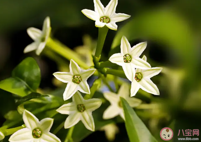 以下哪种植物不适合长期摆放在卧室 蚂蚁庄园3月23日答案最新 以下哪种植物不适合长期摆放在卧室 蚂蚁庄园3月23日答案最新