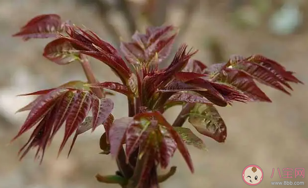 雨前椿芽嫩如丝说的是哪个节气上市的香椿 蚂蚁庄园4月20日答案介绍 雨前椿芽嫩如丝说的是哪个节气上市的香椿 蚂蚁庄园4月20日答案介绍