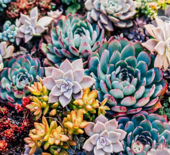 年轻人为什么爱上玩植物 网红植物究竟是如何成为网红的