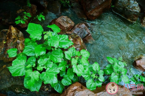 雨水节气一定会下雨吗 蚂蚁庄园2月19日答案最新 雨水节气一定会下雨吗 蚂蚁庄园2月19日答案最新