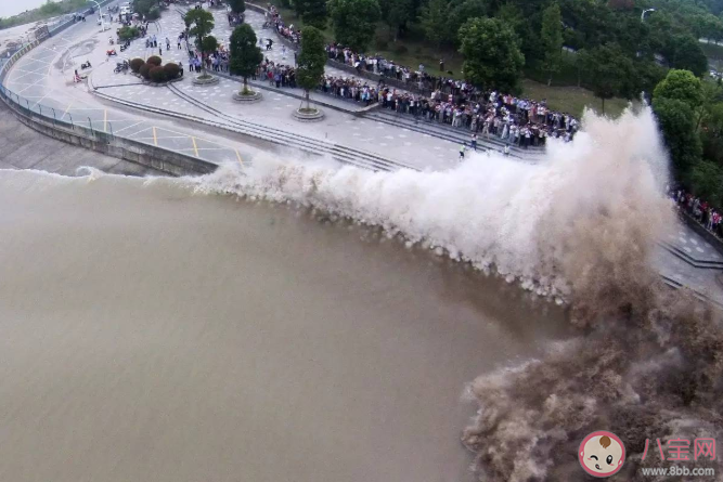 蚂蚁庄园4月3日正确答案:钱塘江观潮最佳时节 蚂蚁庄园4月3日正确答案:钱塘江观潮最佳时节