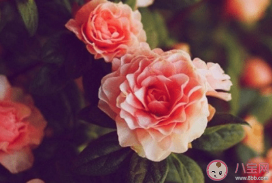 2月再见3月你好的经典文案说说 告别2月迎接3月的个性文案句子 2月再见3月你好的经典文案说说 告别2月迎接3月的个性文案句子