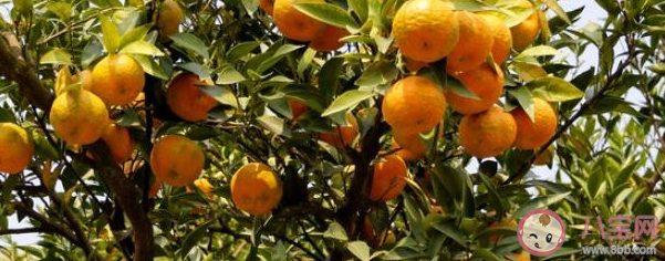 我去砍颗橘子树是什么意思什么梗 我去砍颗橘子树出处来源是哪里 我去砍颗橘子树是什么意思什么梗 我去砍颗橘子树出处来源是哪里