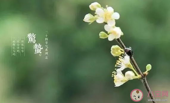 惊蛰是几月几号 2020惊蛰是什么时候