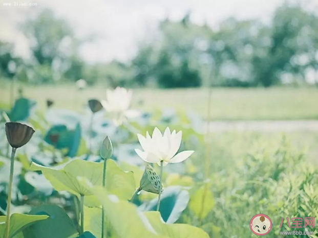 惊蛰读音zhi还是zhe 惊蛰的拼音怎么读