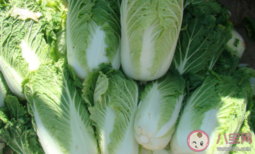 白菜冬天如何储存 城市生活怎么储存白菜 白菜冬天如何储存 城市生活怎么储存白菜