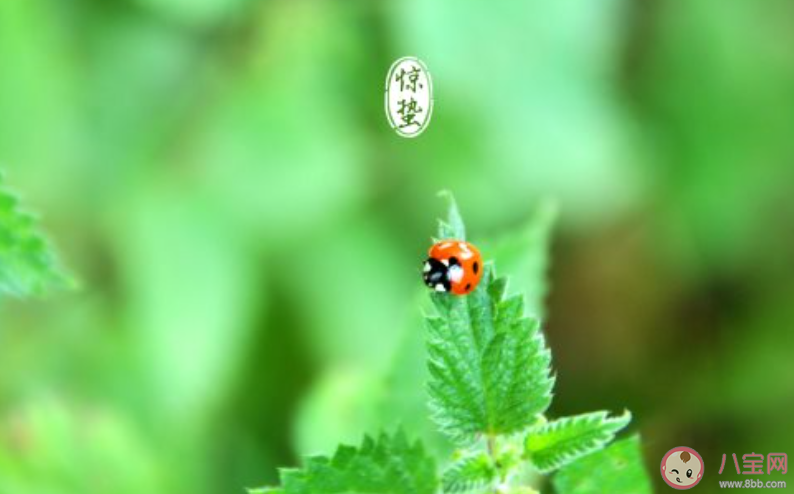 2020惊蛰节气春雷响的朋友圈说说 2020惊蛰节气春雷响的个性文案 2020惊蛰节气春雷响的朋友圈说说 2020惊蛰节气春雷响的个性文案