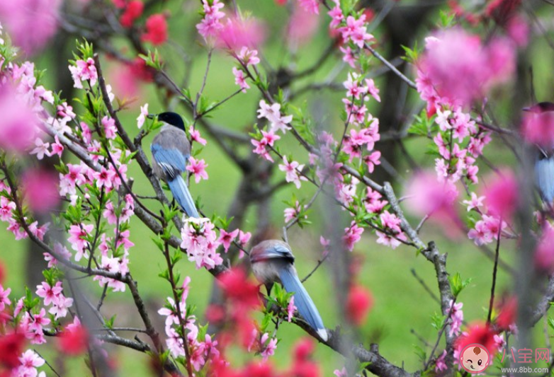 桃花开了朋友圈文案说说 适合桃花开了发朋友圈文案句子