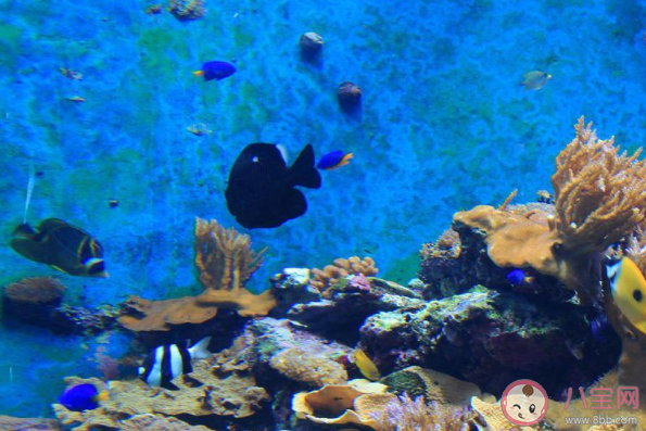 抖音你喜欢海风咸咸的气息踩着湿湿的沙砾是什么歌 《海底》完整版歌词在线听歌