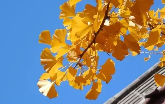 秋分养生吃什么 秋分过后的养生窍门