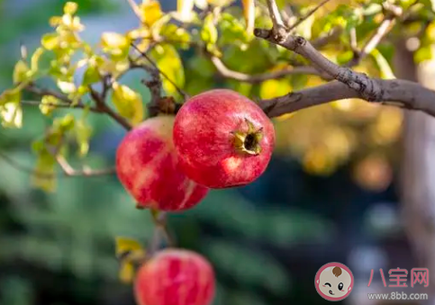 孕妇吃柚子的好处及注意事项 孕妇吃柚子跟石榴比较哪个好