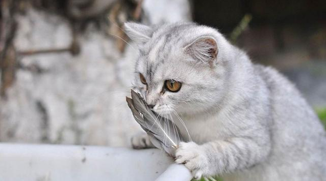 猫为什么会埋大便 猫埋大便的原因