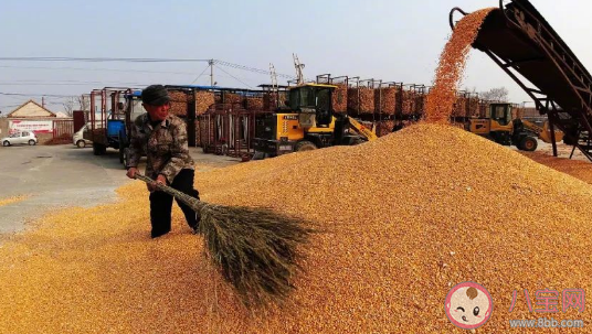 玉米价格为什么大涨 玉米价格何时恢复正常 玉米价格为什么大涨 玉米价格何时恢复正常