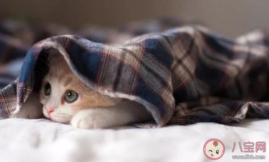 养狗和养猫哪个更花钱 养狗养猫哪个更好